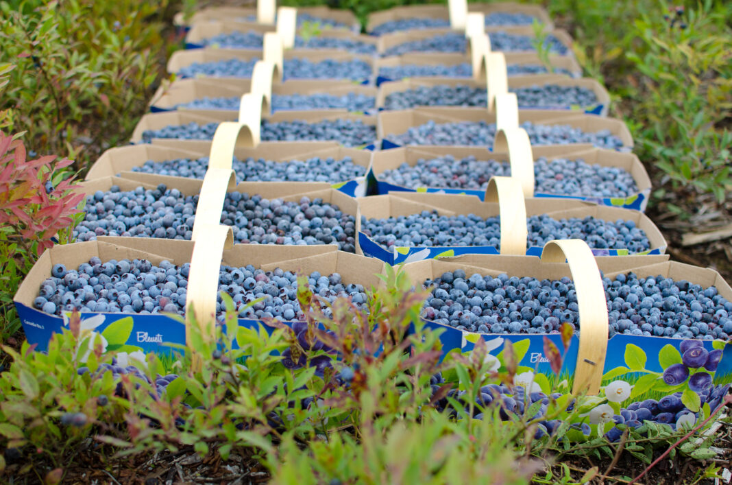La saison du bleuet sauvage est lancée, mais 70 % des Québécois connaissent mal ce qui le distingue La saison du bleuet sauvage est lancée, mais 70 % des Québécois connaissent mal ce qui le distingue