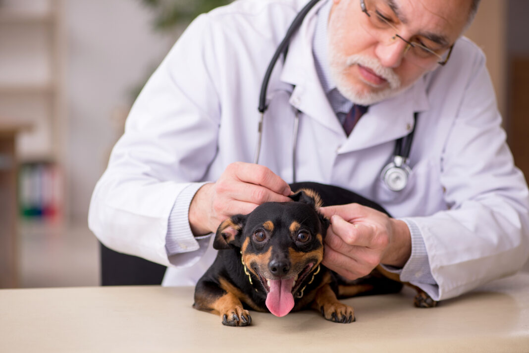 Une facture vétérinaire peut grimper jusqu’à 15 000 $ pour un même diagnostic Une facture vétérinaire peut grimper jusqu’à 15 000 $ pour un même diagnostic
